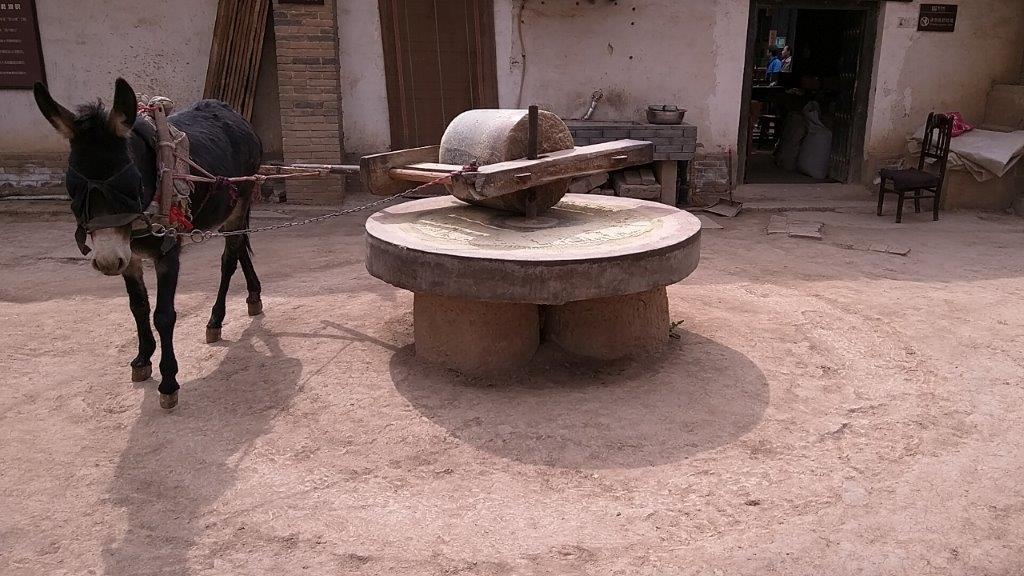 This is a picture fo a donkey walking on a dirt floor pulling a grain mill. Which is a cylindrical tube on top of a stone top table. Grain is placed on the table and ground by the stone rolling over.