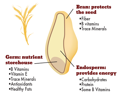 This is a picture of a grain of wheat, explaining each component of the grain. Bran: Protects the seed and provides fiber, B vitamins and trace minerals. The endosperm provides energy: Carbohydrates, protein, some B Vitamins. Germ: nutrient storehouse. B Vitamins, Vitamin E, trace minerals, antioxidants, healthy fats.