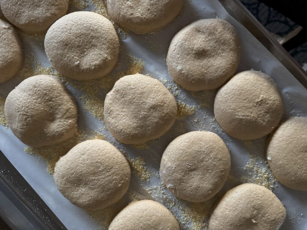 This image is of a sheet pan lined with white parchment paper and sprinkled with cornmeal. It is then topped with 15 cicles of English muffin dough made with fresh milled flour. It is fluffy.