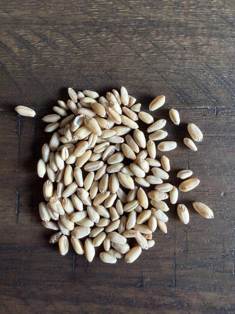 This image is of soft white wheat on a wooden table