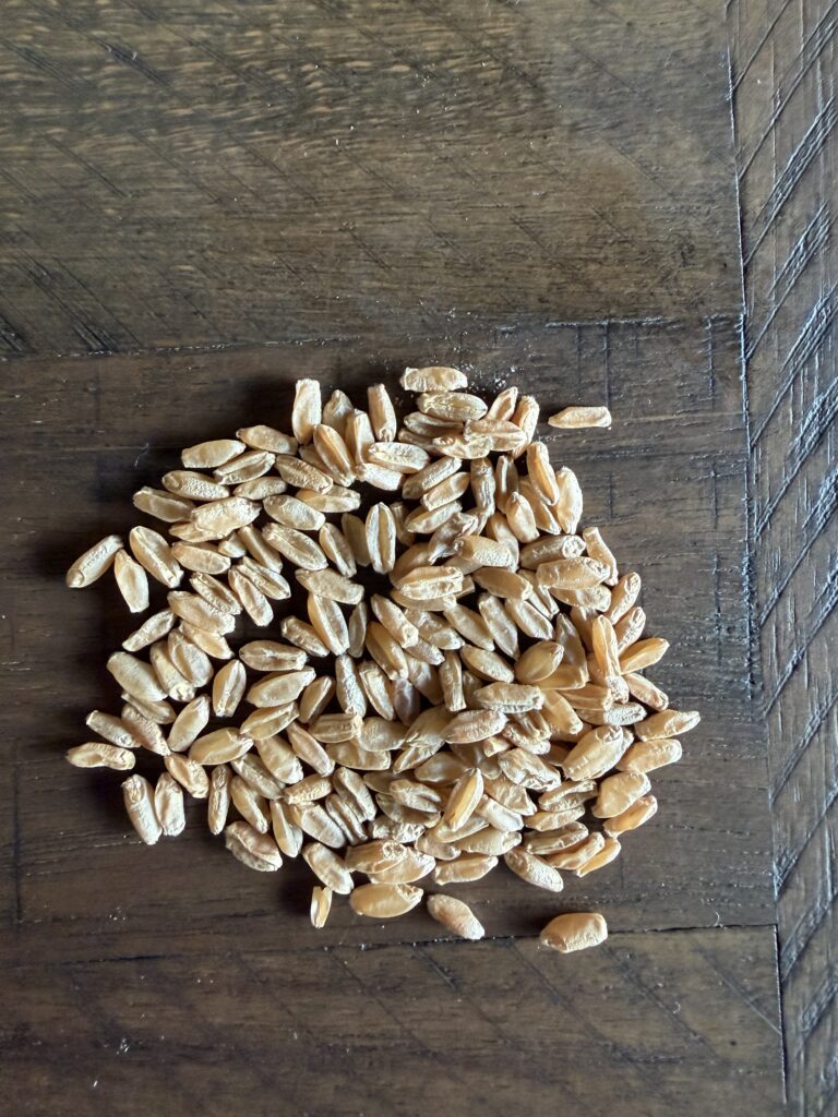 This image is of hard white wheat on a wooden table