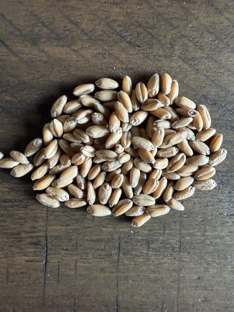 This image is of hard red wheat on a wooden table ready to be processed into fresh milled flour