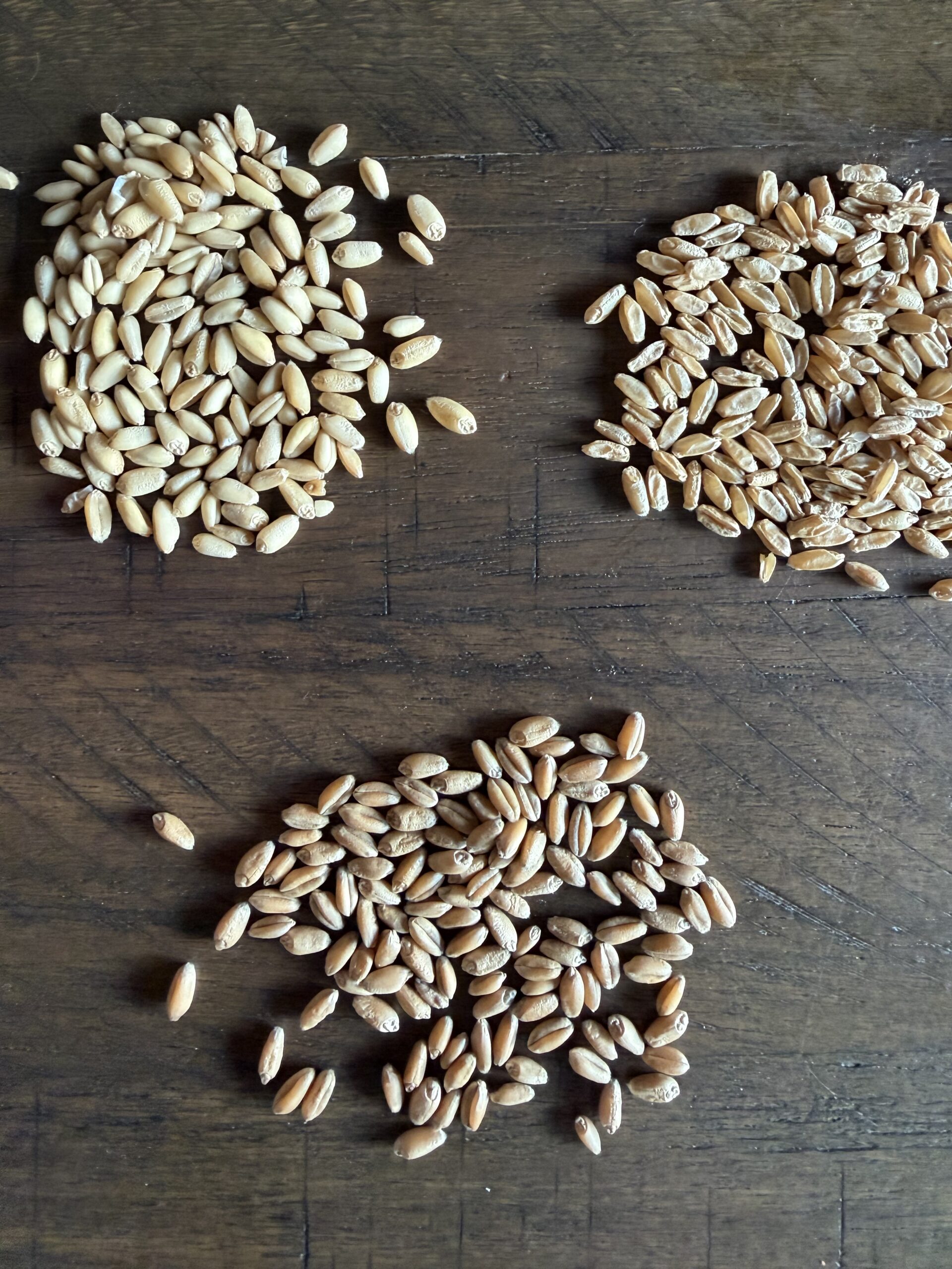 Hard Wheat vs. Soft Wheat